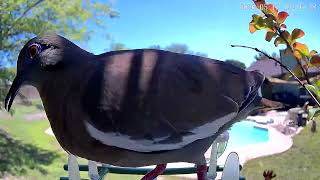 "Peaceful LIVE Bird Cam 🌿 Texas Backyard Birds | Fat Bird Ranch"