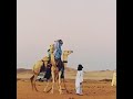 رقصة الجمل مع شيباني