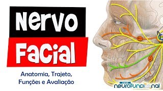 NERVO FACIAL - Funções, Trajeto, Origem, Avaliação e Lesão (Aula Completa)