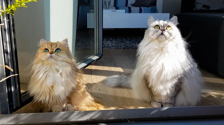 Watch the video about CATS TRYING TO FIGURE OUT LIFE