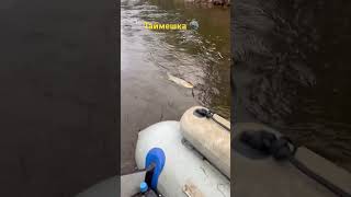 #горна речка # таймень #бичи #горна речка # таймень #бичи