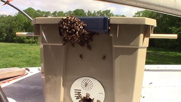 Swarm trap seems to be working
