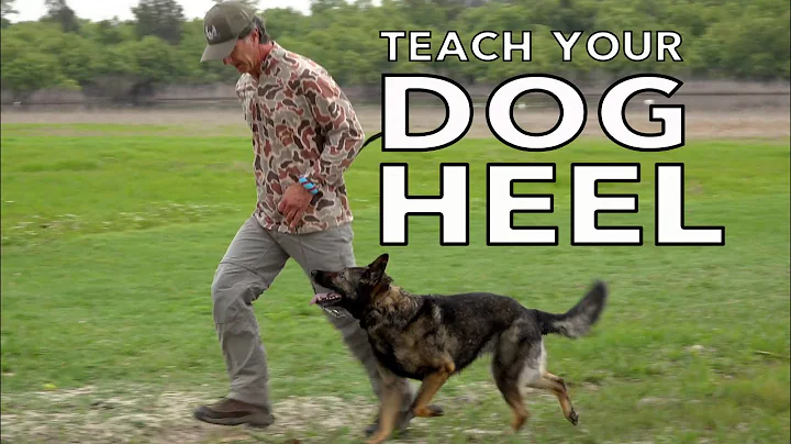 Teach Your Dog to HEEL Competition Style