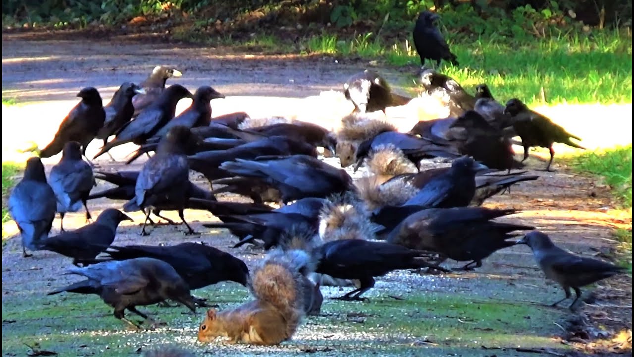 Crows, Squirrels, Magpies and Jackdaws, Porridge Oats Party / Cemetery Wildlife