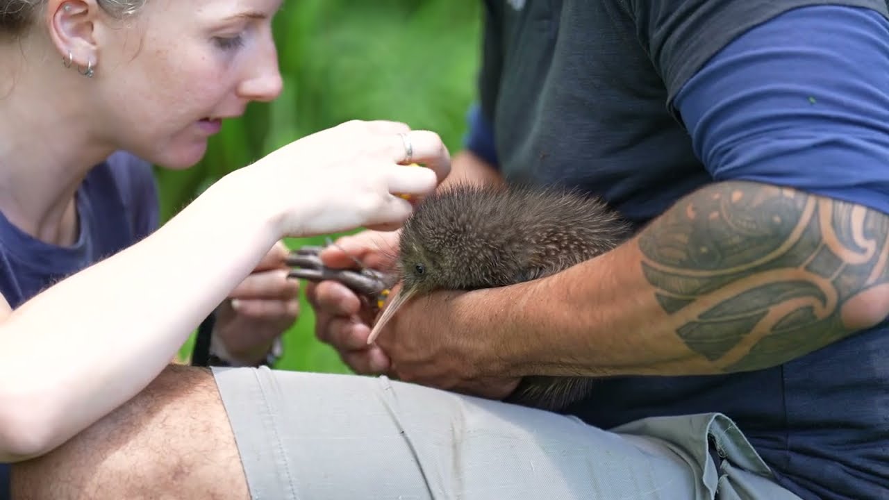 The Crombie Lockwood Kiwi Burrow - how it works