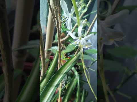 Wideo: Co to jest roślina producencka?