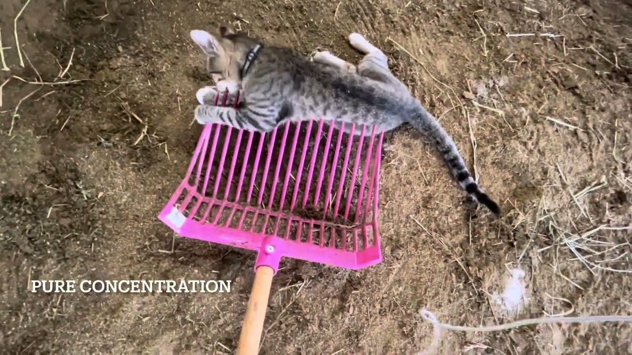 A Day In A Horsegirl’s life!! (FARMSITTING, RIDING & MORE!)