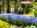 Keukenhof Gardens, Netherlands / Voice of Spring-Andre Rieu