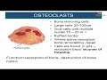 Histology of Bone