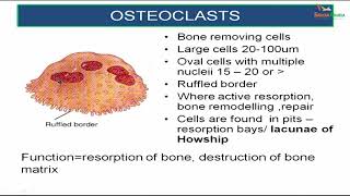 Histology of Bone