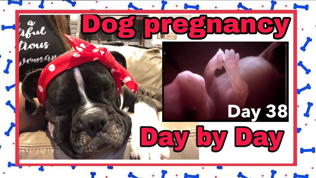Do not add stress to your PREGNANT DOG 🐶 Dog pregnancy day by day 🐩Day