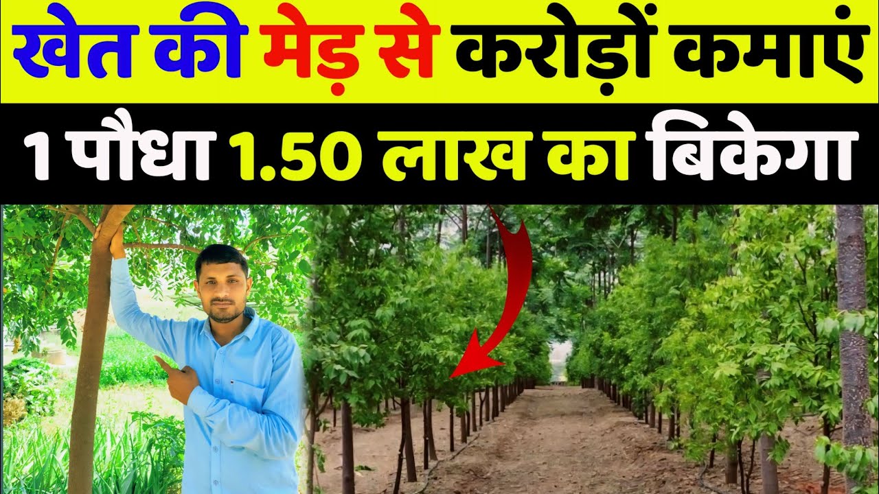 सफेद चंदन की खेती कैसे करें safed chandan ki kheti ke bare mein