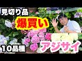 ■お値打ちすぎて爆買い【アジサイ10品種】紹介します！おまけ【アワビ漁の風景】