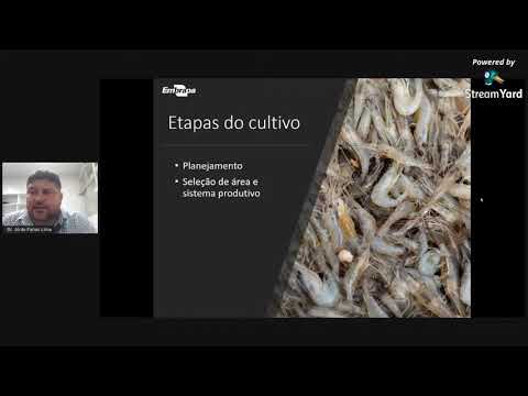 Vídeo: Caranguejo espinhoso: descrição, distribuição e produção