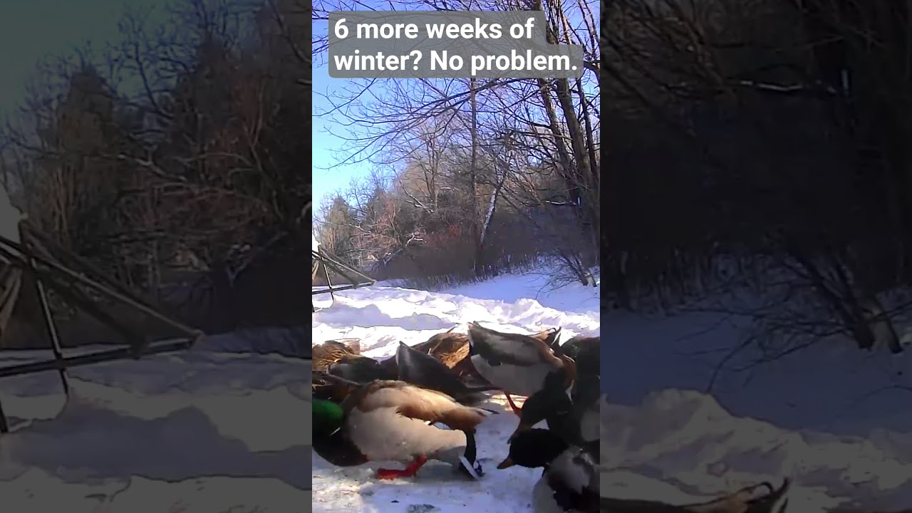 Groundhog Day 2026 in Northfield,  Vermont