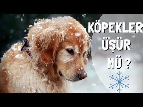 Evde ve dışarda bakılabilecek köpek cinsleri üşür mü? (Sokak Köpekleri) #KÖPEK #DOG #EVDEBAKILACAK