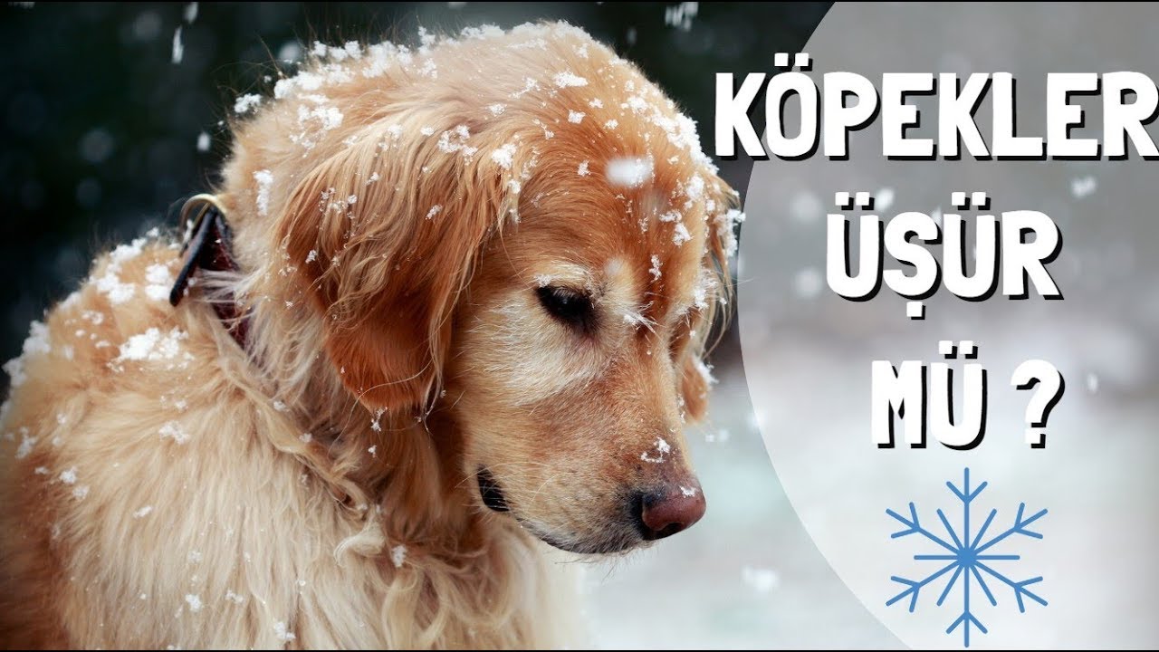 yavru köpekler üşür mü