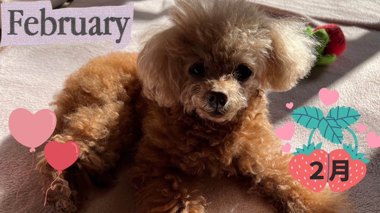 【２月】　最高の日向ぼっこ日和が続いて幸せな毎日✨💓🐶