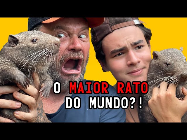 Um rato gigante com mais de 2000 quilos