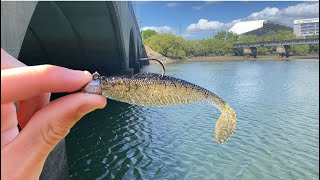 I fished this bridge ALL DAY !!! || Townsville urban fishing ||