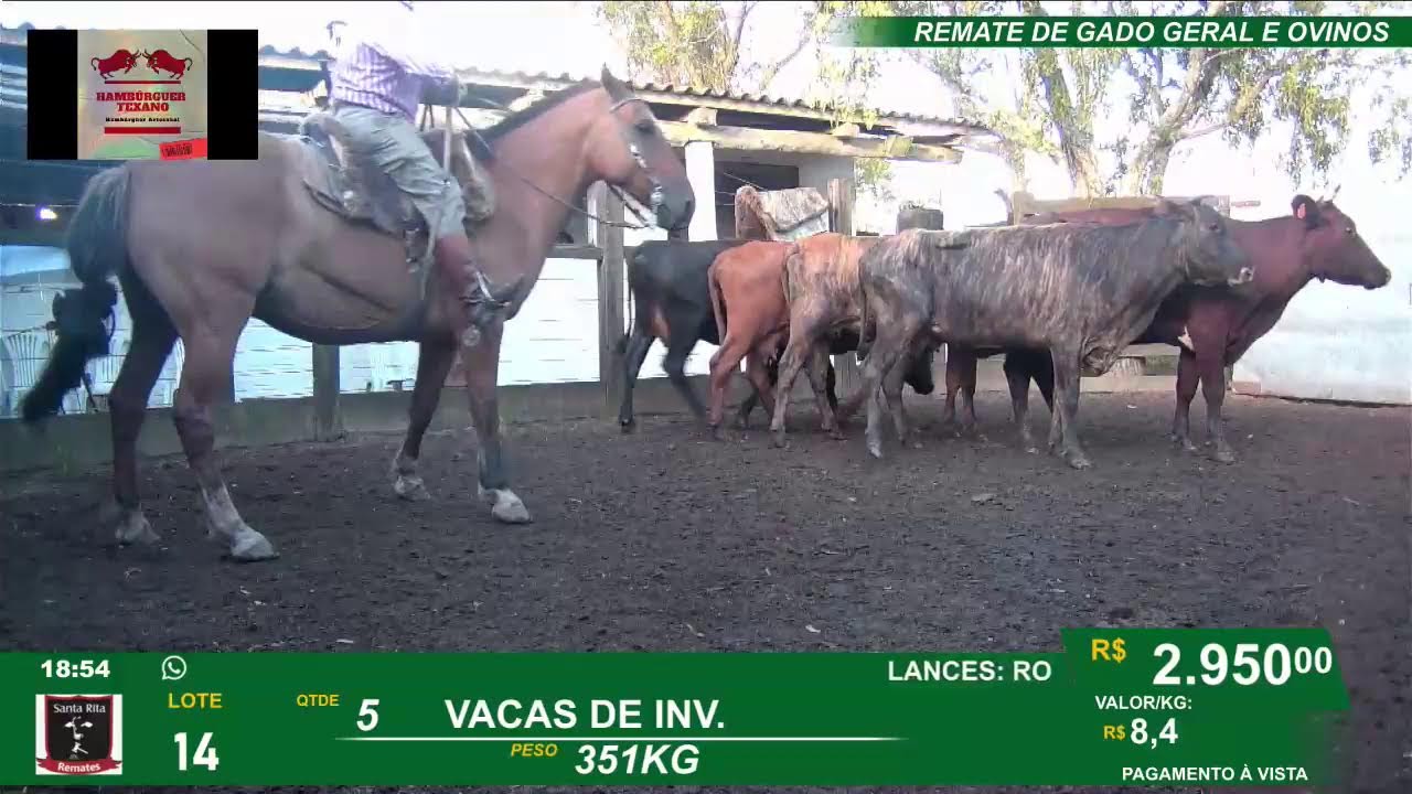 REMATE GERAL DE GADO E  OVINOS - SANTA RITA - JAGUARÃO - PEDRAS BRANCAS