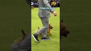 Fudgie the Terrier #newyork #dog #terrier #dogshow #australian #winner