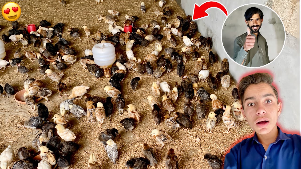 Itne Sare Chicks 🐥😍Chicken Farm |