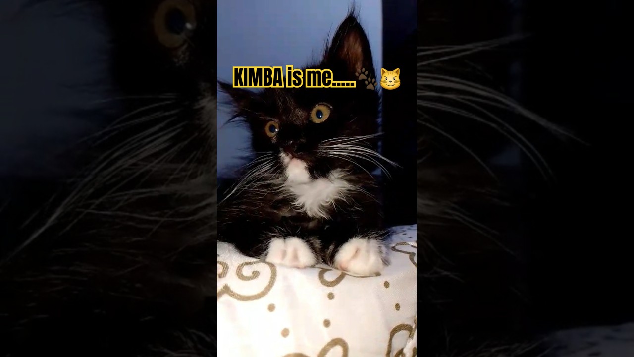 POV : KIMBA is me 😼😻 