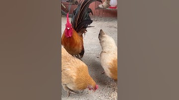 Roosters who fight each other are usually trying to establish
