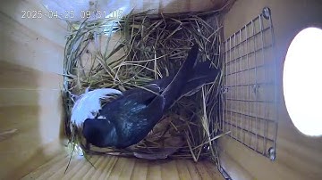 Tree Swallow Building Nest