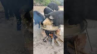 This Pig try to Boil himself