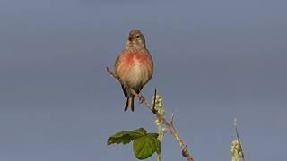 The Linnet and its song