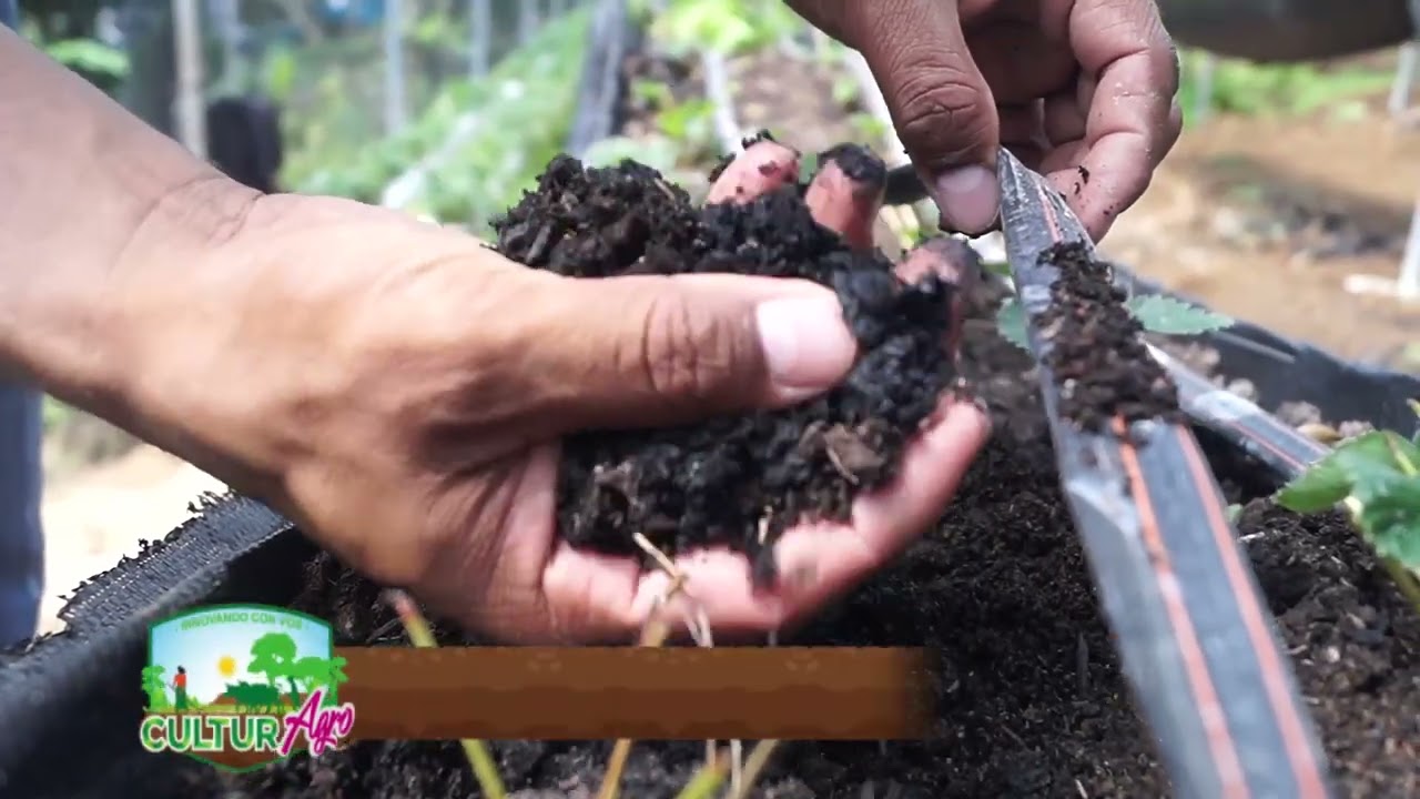 Sistema hidropónico en el cultivo de la fresa