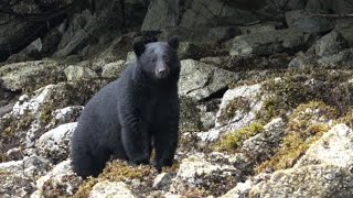 Spying on Black Bears: Virtual Wildlife Tour