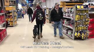 1yo German Shepherd/Doberman Mix "Karlee" Before and After - Raleigh Durham Dog Training