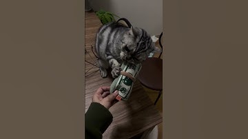 Cat Toys with Catnip Chew Bite Pillow🍊