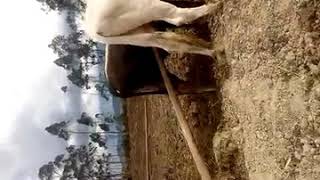 Amansando La Yunta En El Fundo Chilmal