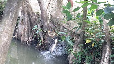 Câu Cá Lóc Bằng Vịt Ổ Cá Đen Xì Trong Hang con cá quá bự