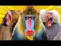 All 9 Baboon &amp; Mandrill Species (World’s Largest Monkeys)