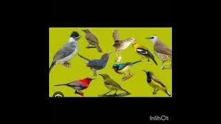 suara pikat trucukan ribut dan burcil.ampuh ke semua burung.