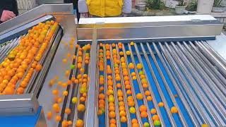 Small Orange Grading automatically with roller grader @HUAYOAGRO  