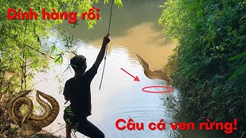 Câu cá ven rừng/lần này trúng chỗ nhiều chạch to,cá lăng,rô phi luôn