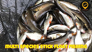 Big stick float net on River Dane