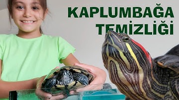 SU KAPLUMBAĞASI TEMİZLİĞİ 🐢I CEYLİN ALTINORDU
