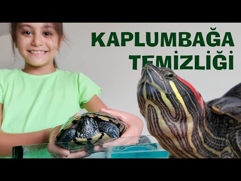 Video: Köpeğimin pençesi mürekkep baskı nasıl oluşturulur