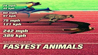 Top 10 fastest animals in the world