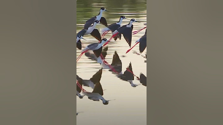 A group of birds #sort #youtube #sortvideo #viralvideo #