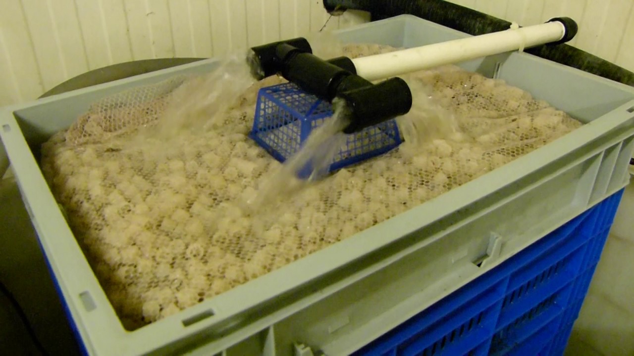 Filtration system in Aquatica Ornamental fish farm 2 YouTube