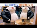 ПОТОЛСТЕЛ НЕМНОШК ))) | Приколы с котами | Мемозг 1366