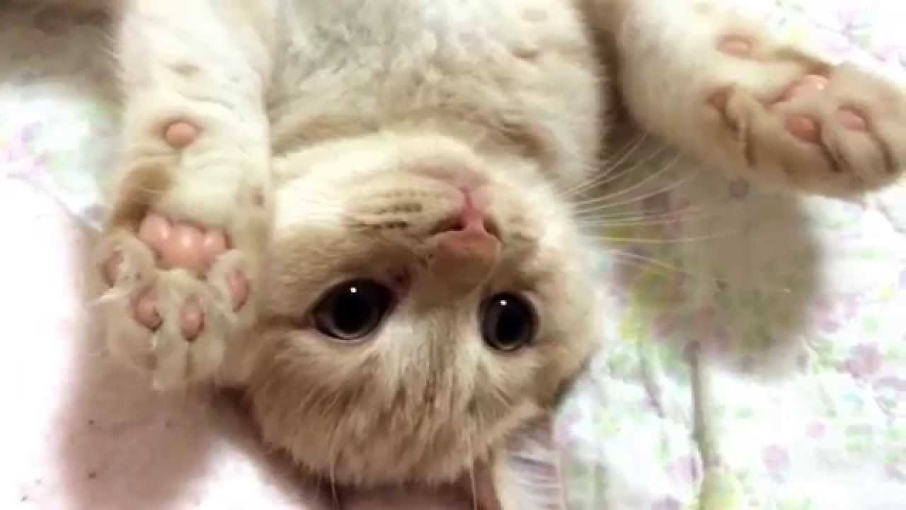 かわいいスコティッシュフォールドの動画 子猫も大人猫も アニメ野良スコ知ってる